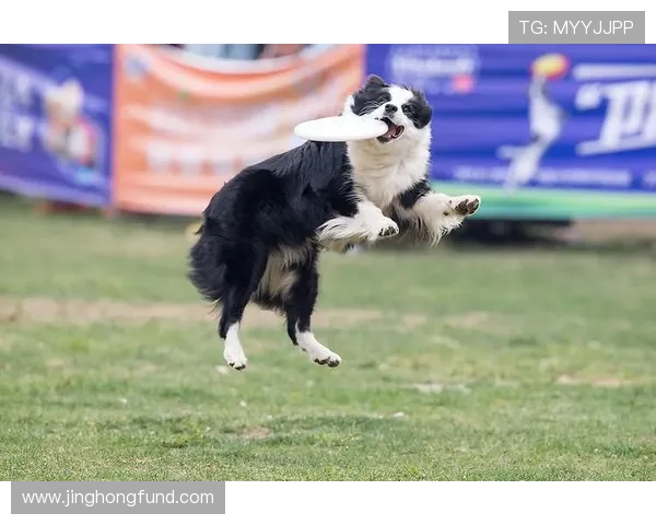 上海飞盘队在极限运动世界杯中的技术表现分析与点评
